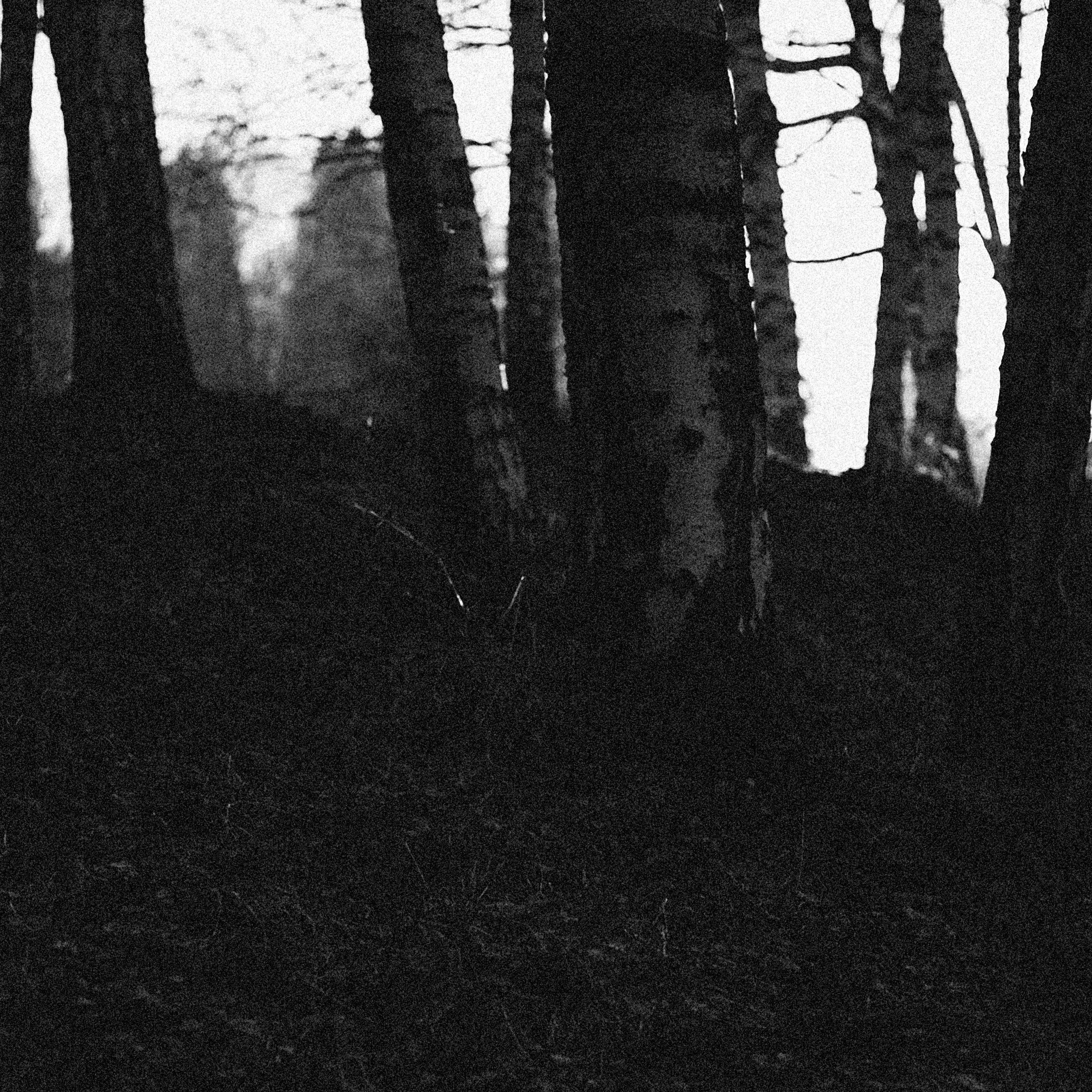 Grayscale image of tree trunks in a dark forest, showcasing a moody and timeless atmosphere.