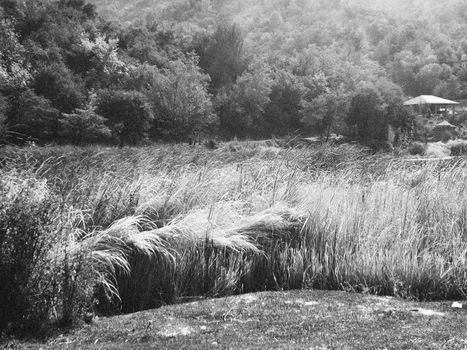 Grayscale Photo of Grass Field