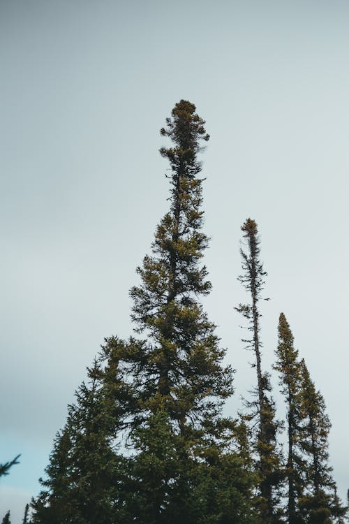 Photos gratuites de arbres, contre-plongée, couvert