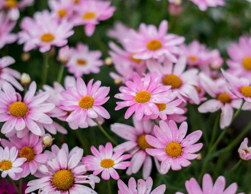  Blooming Pink Daisy Flowers