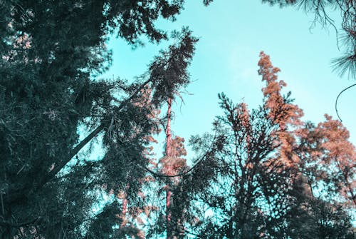 木, 松, 空の無料の写真素材