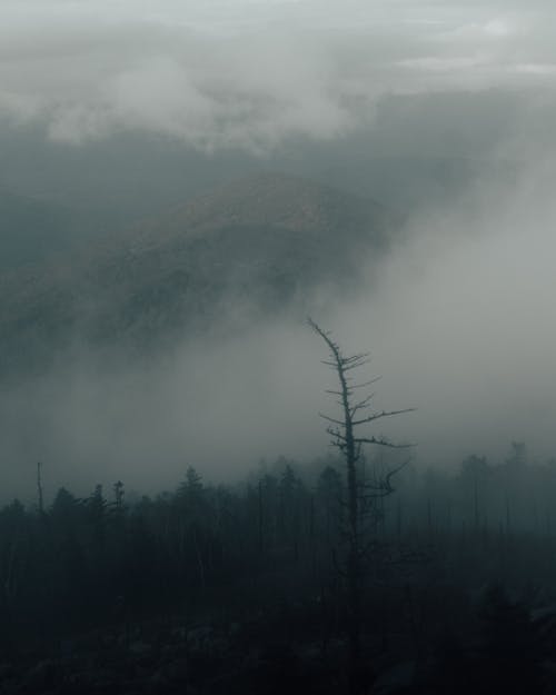 Free Foggy Forest Near Mountain Stock Photo