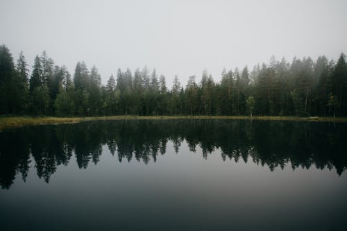 Бесплатное стоковое фото с вечнозеленый, деревья, озеро