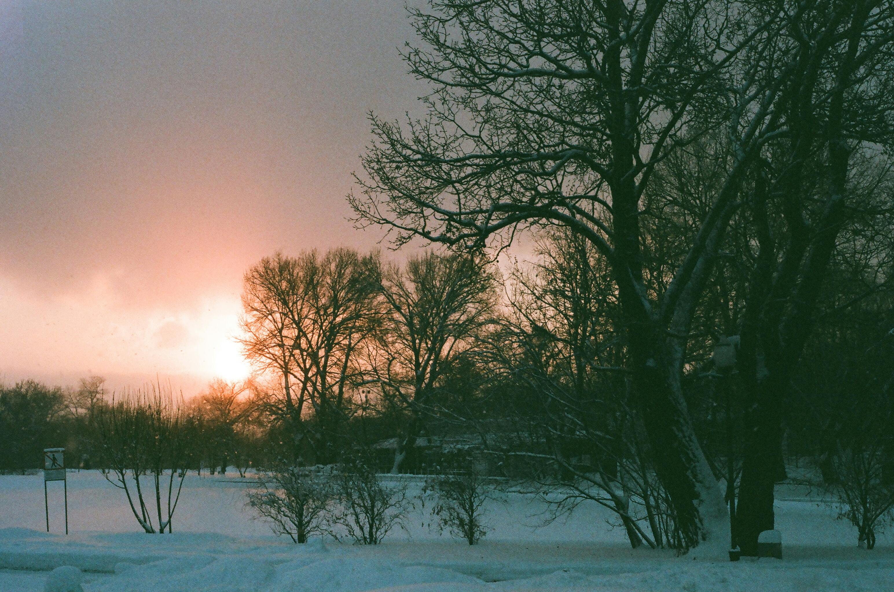 宁静的冬日日落映照着白雪覆盖的风景，树木的轮廓也随之显现
