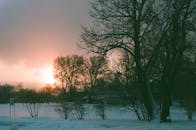 宁静的冬日日落映照着白雪覆盖的风景，树木的轮廓也随之显现