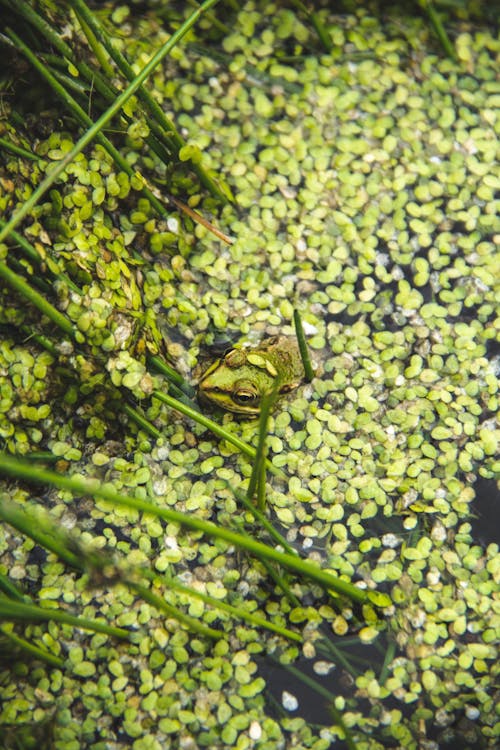 Безкоштовне стокове фото на тему «болото, вертикальні постріл, звичайна водяна жаба»