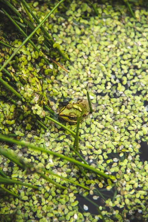 Free A common water frog camouflaged among the green leaves and stems in a swamp setting. Stock Photo