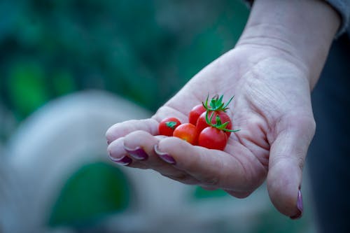 Gratis lagerfoto af hånd, kirsebær tomat, luftslør