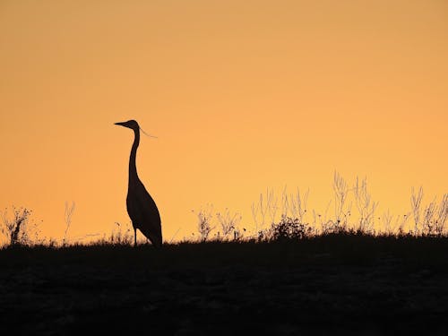 Δωρεάν στοκ φωτογραφιών με άγρια φύση, γρασίδι, δύση του ηλίου