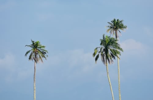 Fotobanka s bezplatnými fotkami na tému kokosové palmy, modrá obloha, príroda