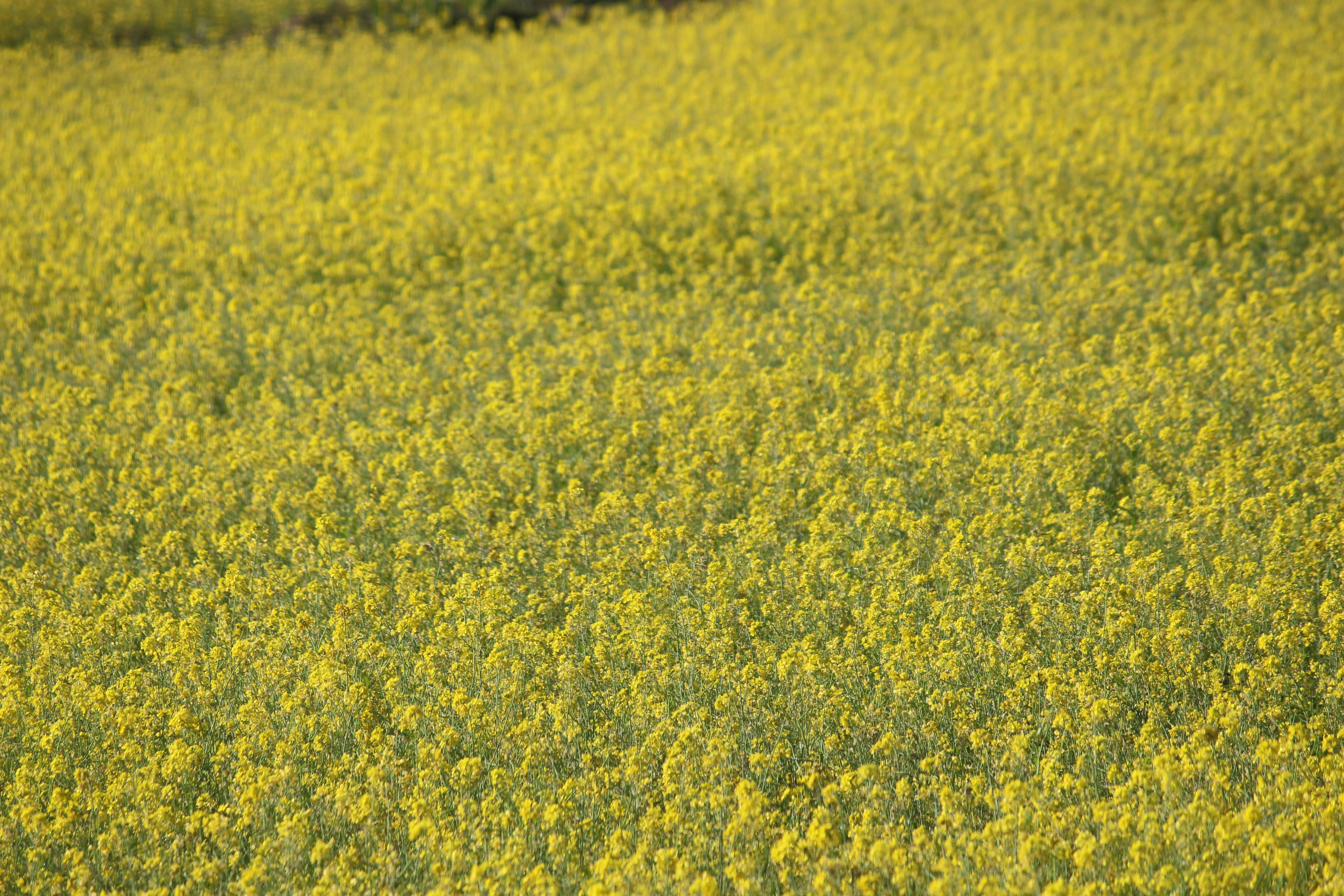 Free stock photo of mustard, Mustard Fields, nature photography