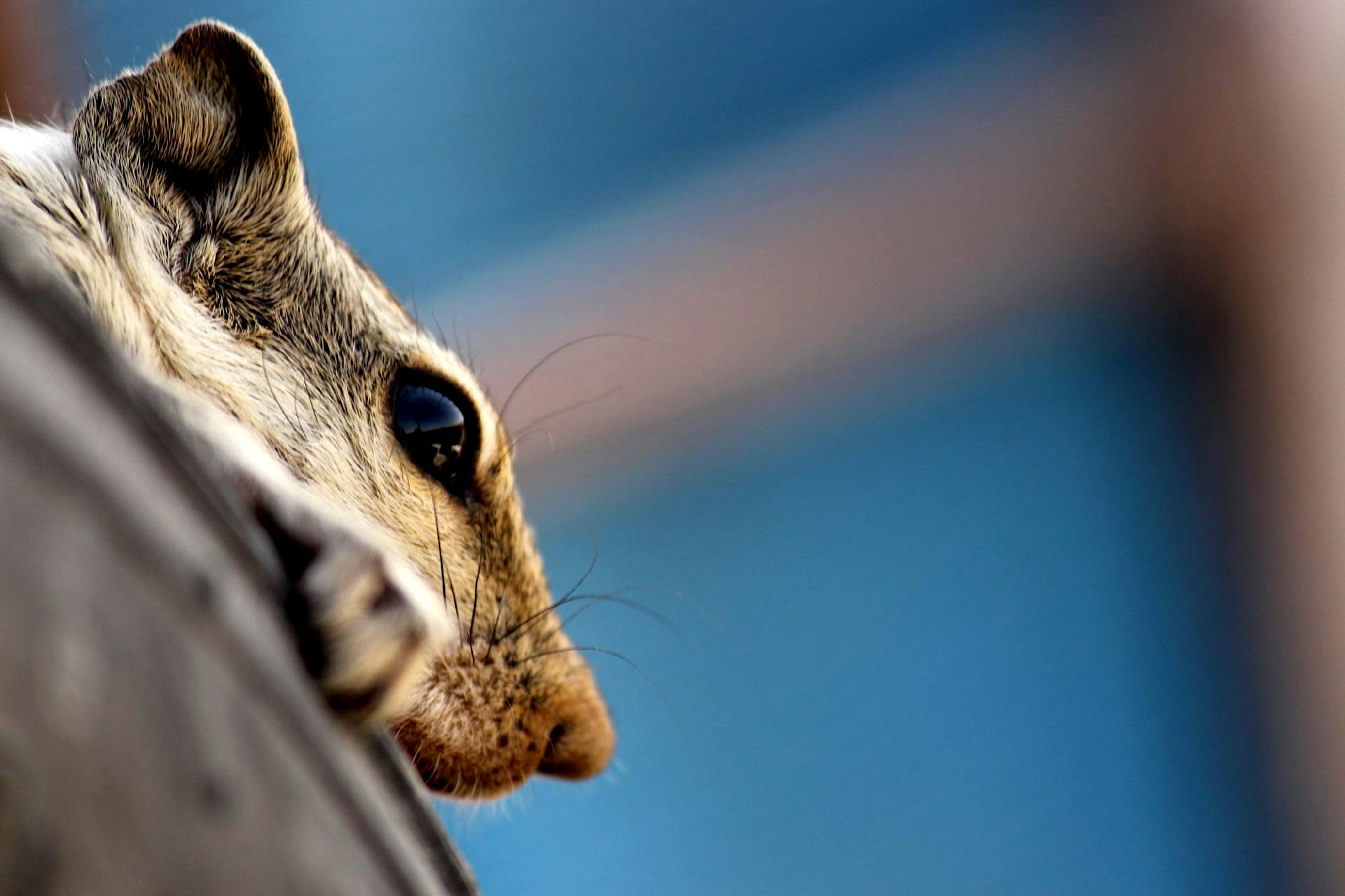 Grey Rodent Head