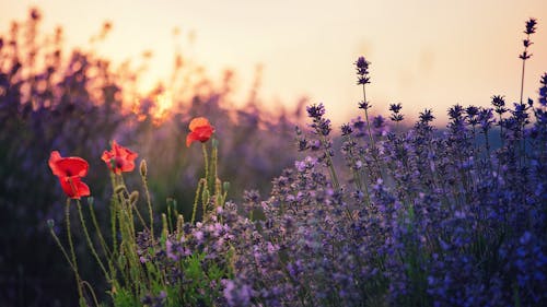 ゴールデンアワー, フラワーズ, 咲くの無料の写真素材