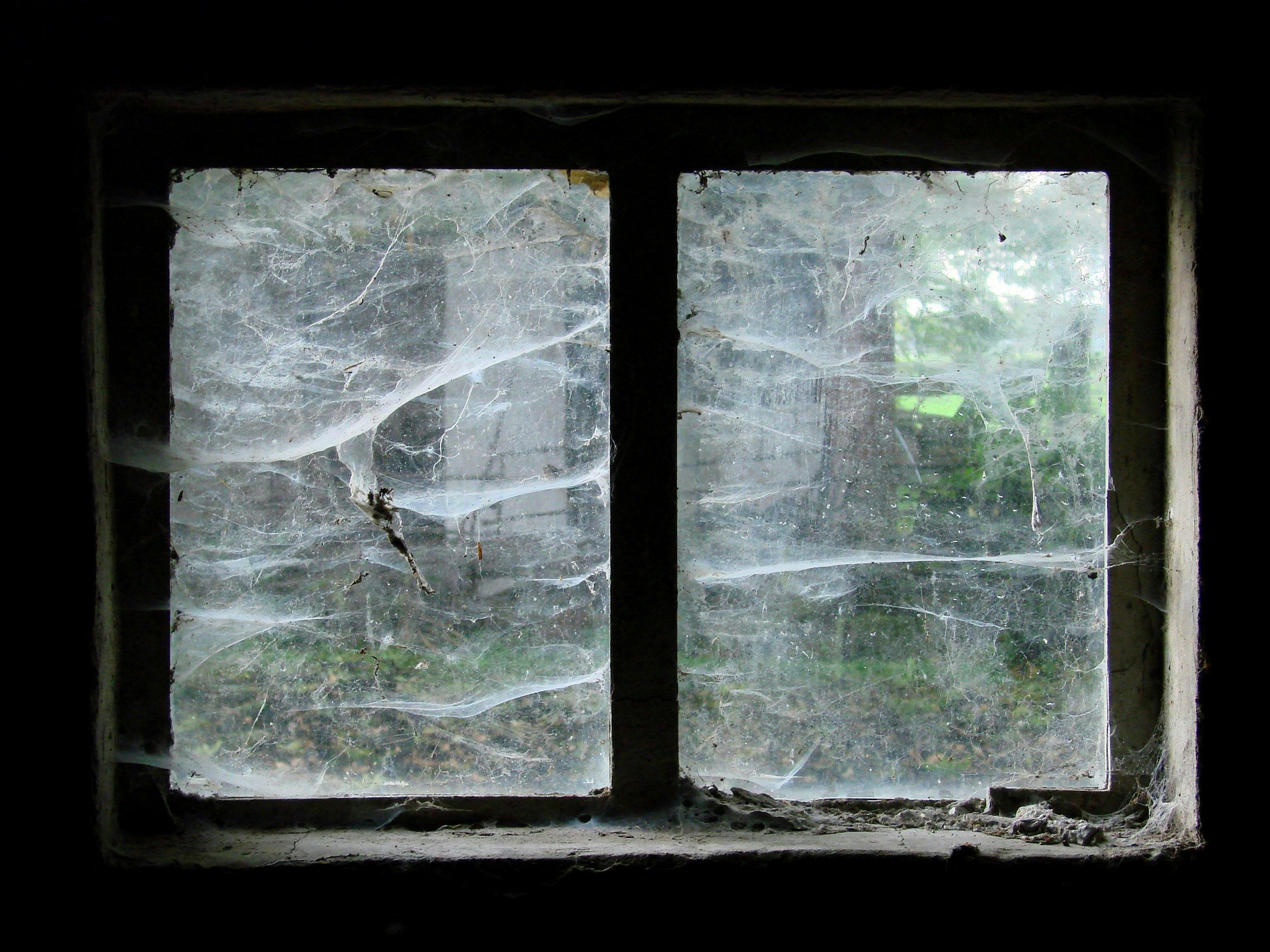 A spider perched on a web against a blurred background