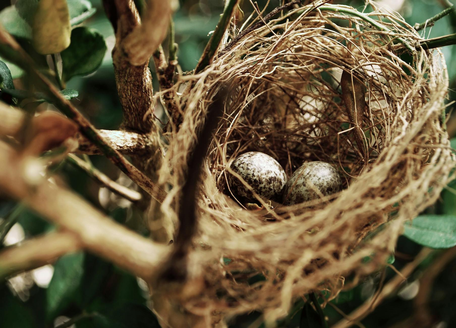 What do birds do when their nest is destroyed?