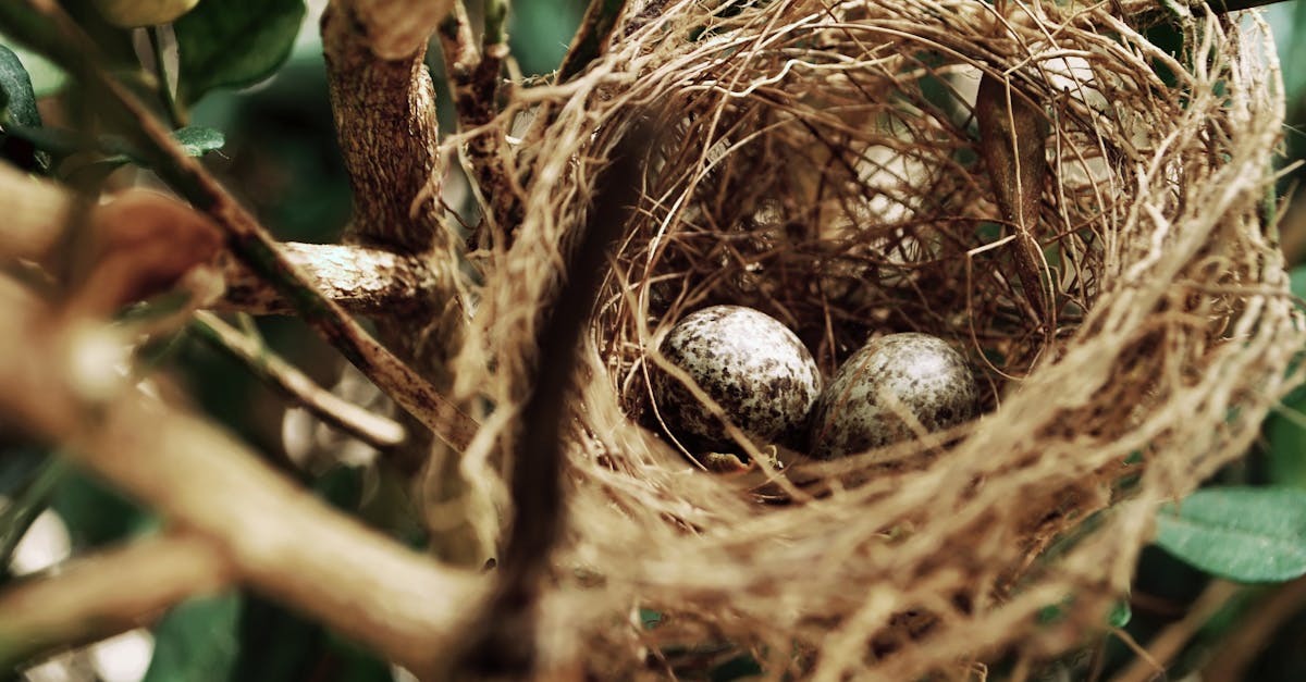 Will tea tree oil kill lice and their eggs