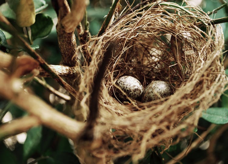 Tilt Shift Photo Of Two White Bird Eggs On A Nest