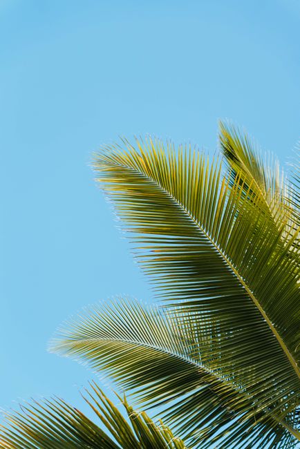 Palm leaves in Zanzibar under a clear blue sky, capturing tropical vibes.