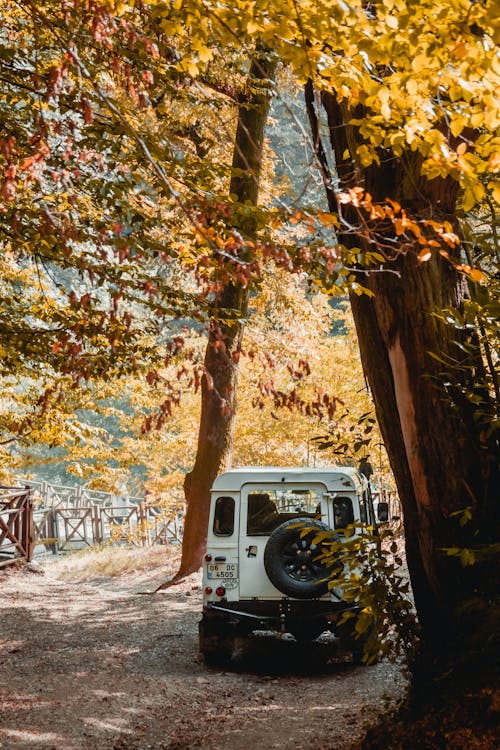 Foto profissional grátis de 4x4, árvores, jipe