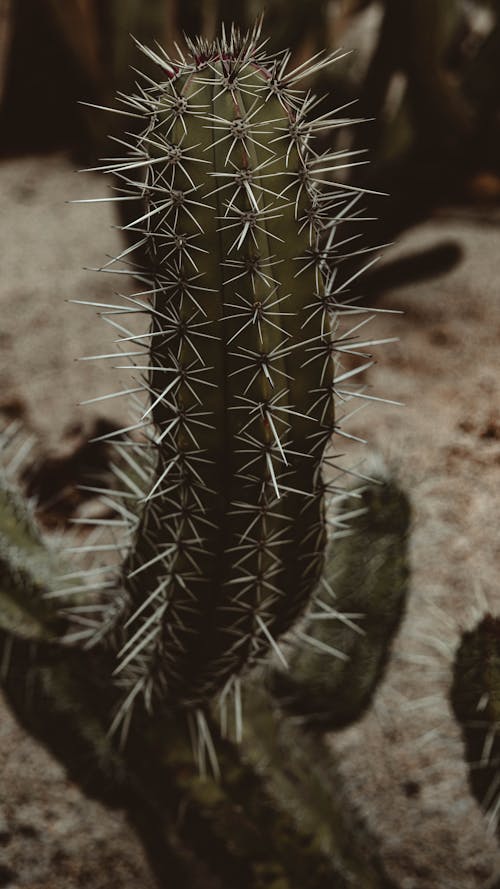 Green Cactus Plant on Brown Soil