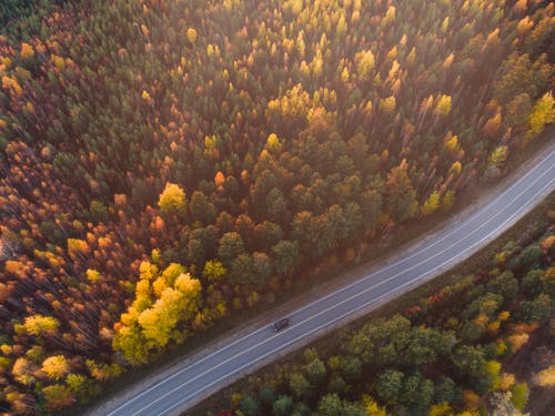Aerial View of a Road with Green Trees