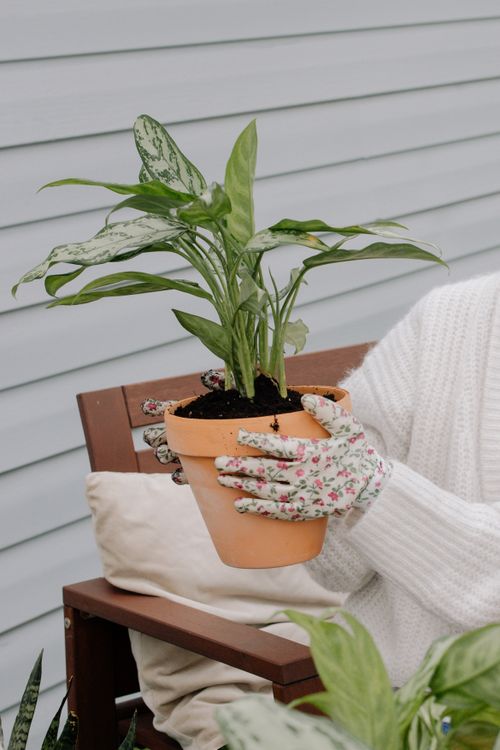 Free Close-up of woman holding a potted houseplant with floral gloves, emphasizing growth and gardening. Stock Photo