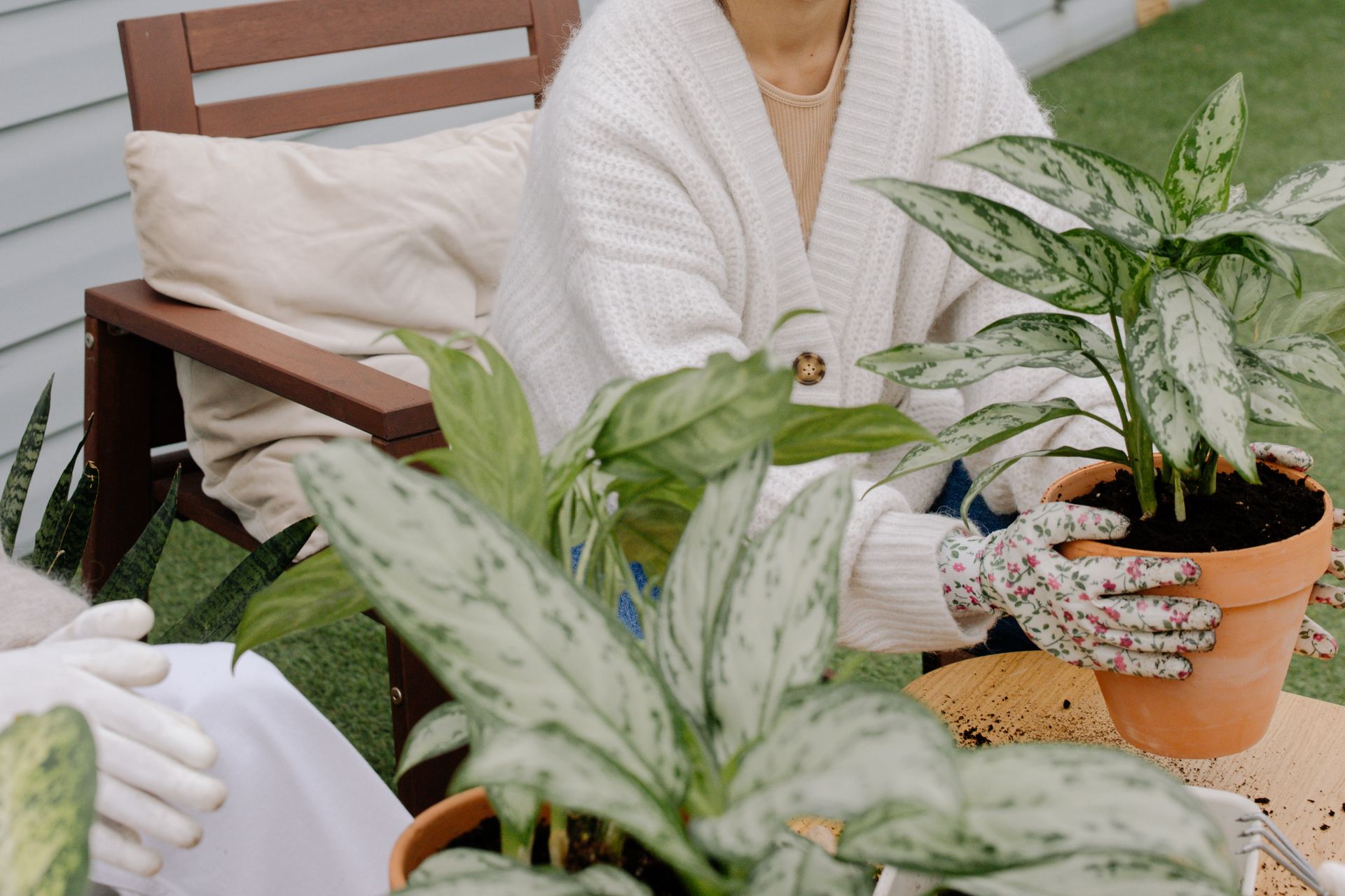 Woman gardening indoors, holding a potted aglaonema plant in clay pot.