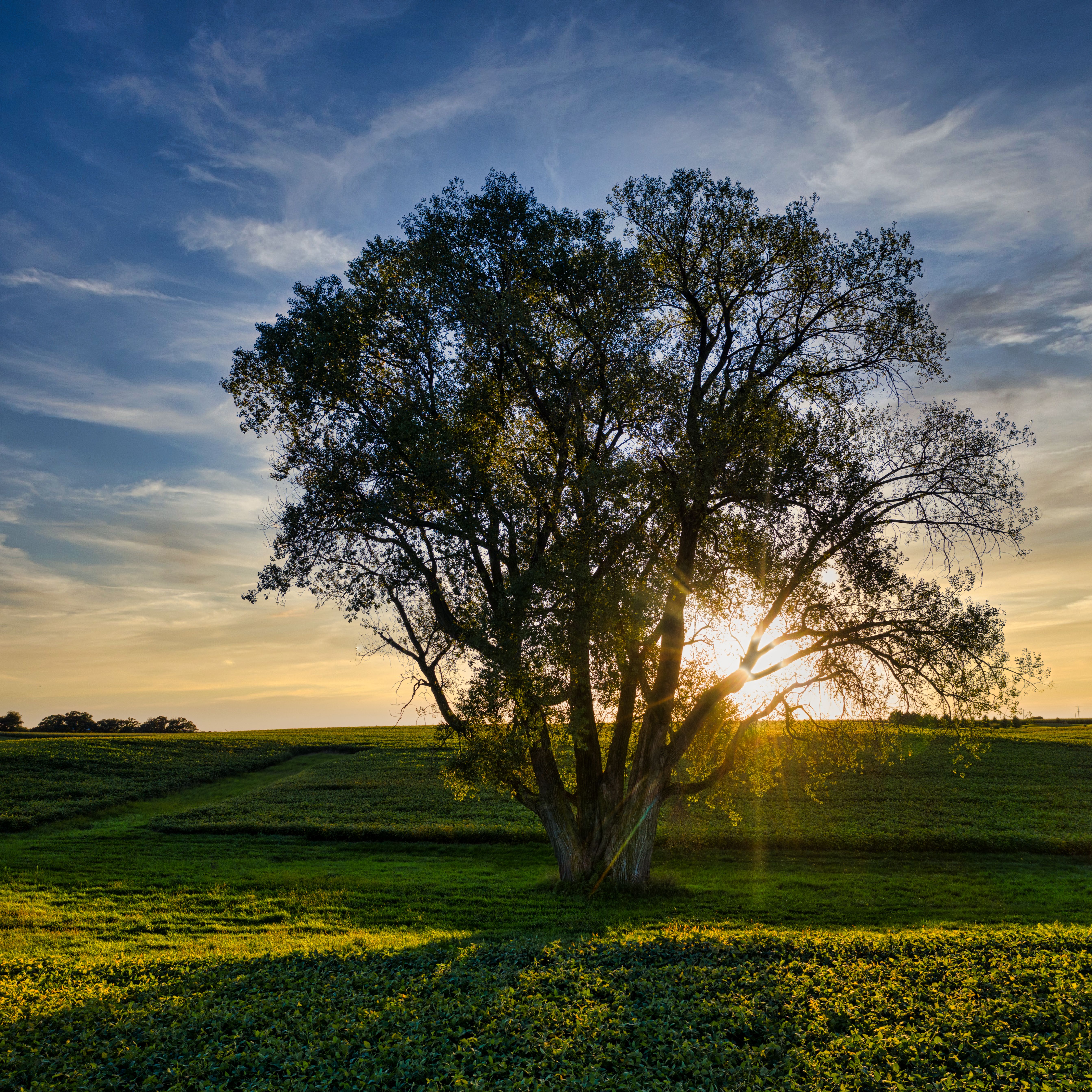 View of a Tree During Sunset · Free Stock Photo