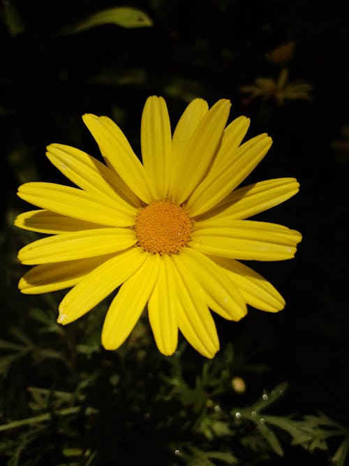 Gratis lagerfoto af gul blomst