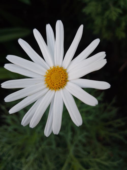 Darmowe zdjęcie z galerii z biały kwiat