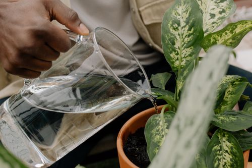 Free Close-up of a person watering houseplants with a glass pitcher indoors. Stock Photo