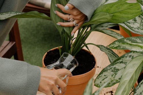Close-Up Shot of a Hand Watering Plant