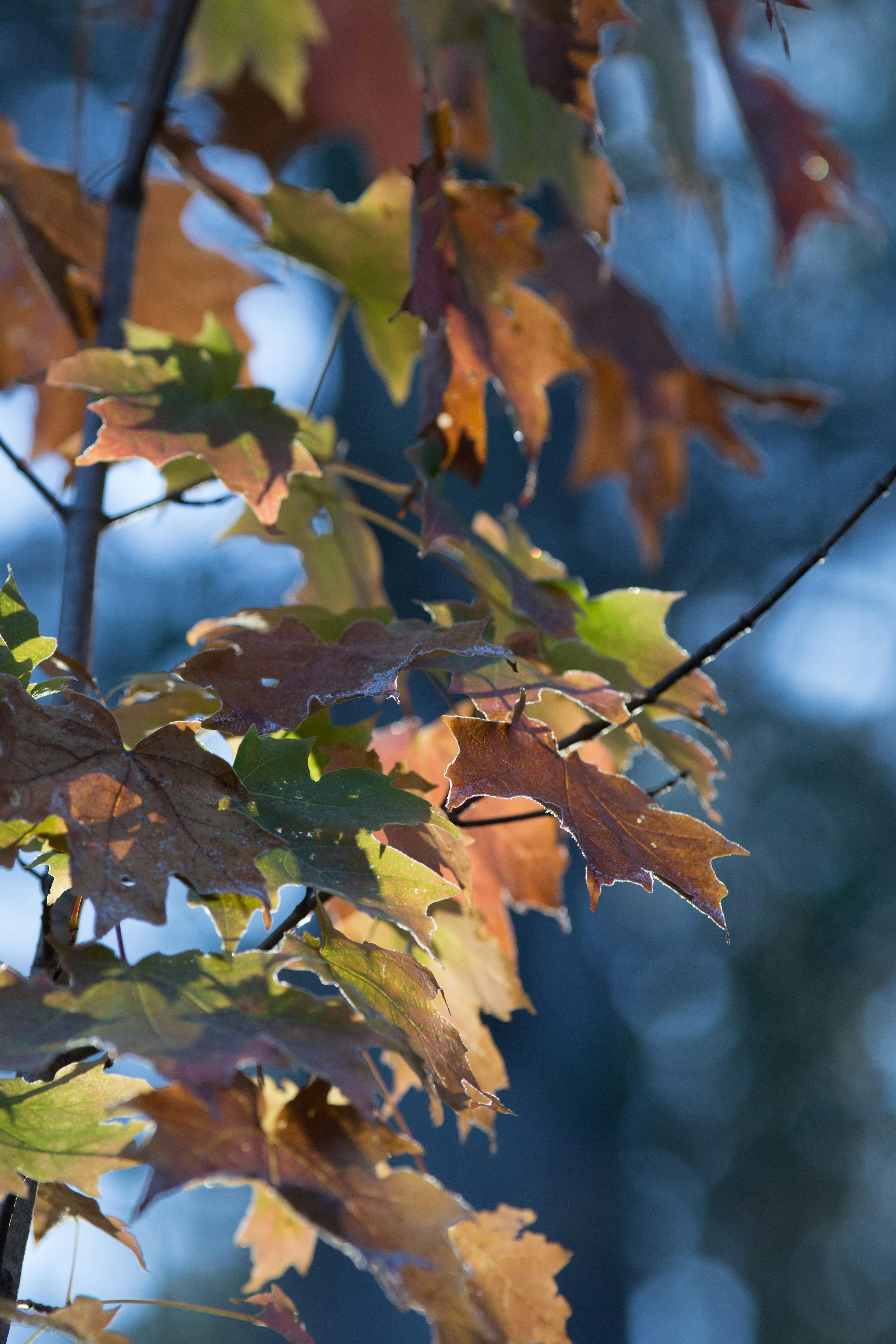 Brown and Green Maple Tree Leaves · Free Stock Photo