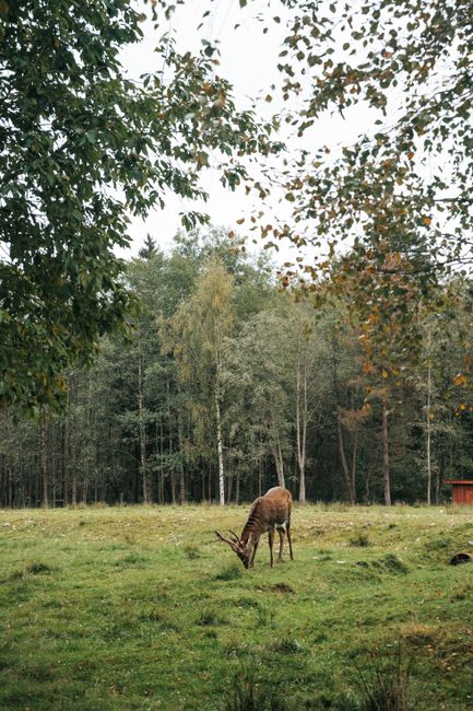 A serene scene of a deer eating grass in a lush forest meadow.