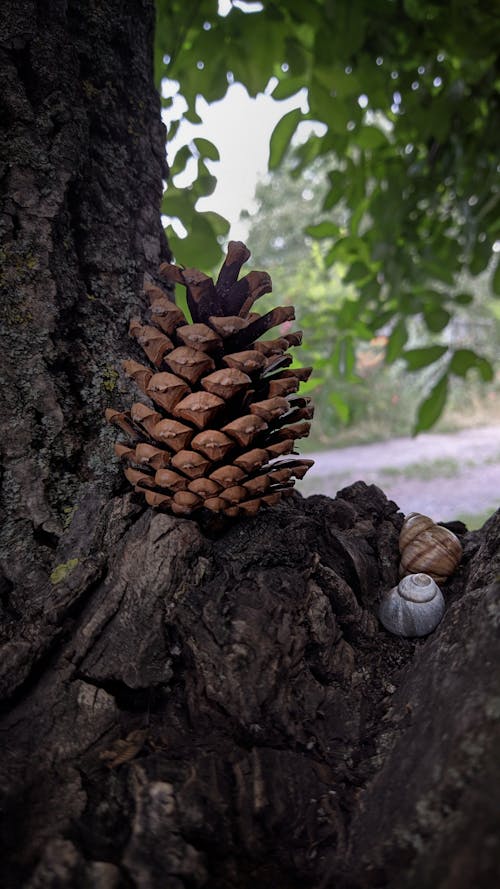 Free Pine Cone on Brown Tree Trunk Stock Photo