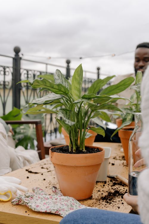 Free A group enjoying gardening with potted plants on an outdoor patio, perfect for lifestyle or nature concepts. Stock Photo