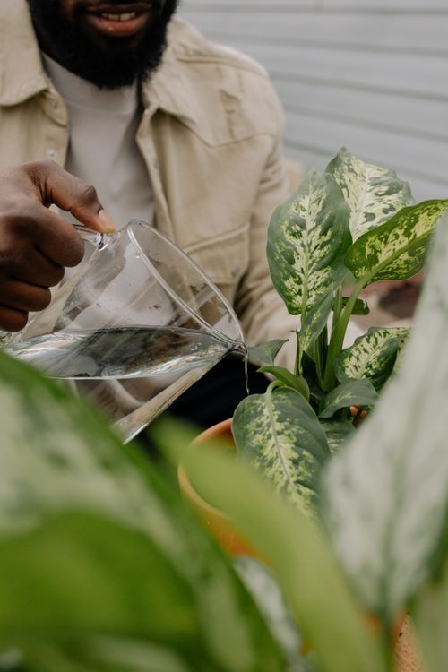 Free Close-up of a person watering houseplants, showcasing green thumb care techniques. Stock Photo