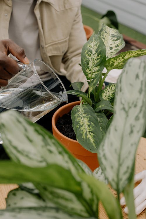 A Person Watering a Plant