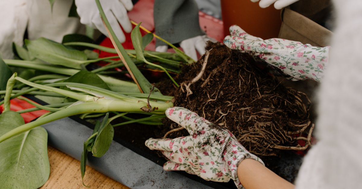 Mãos trabalhando com solo e raízes enquanto replantam uma planta de interior.