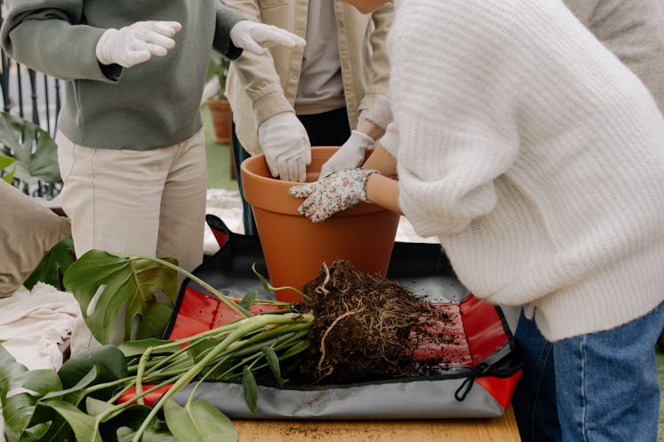 People Wearing Gardening Gloves Holding A Brown Clay Pot 