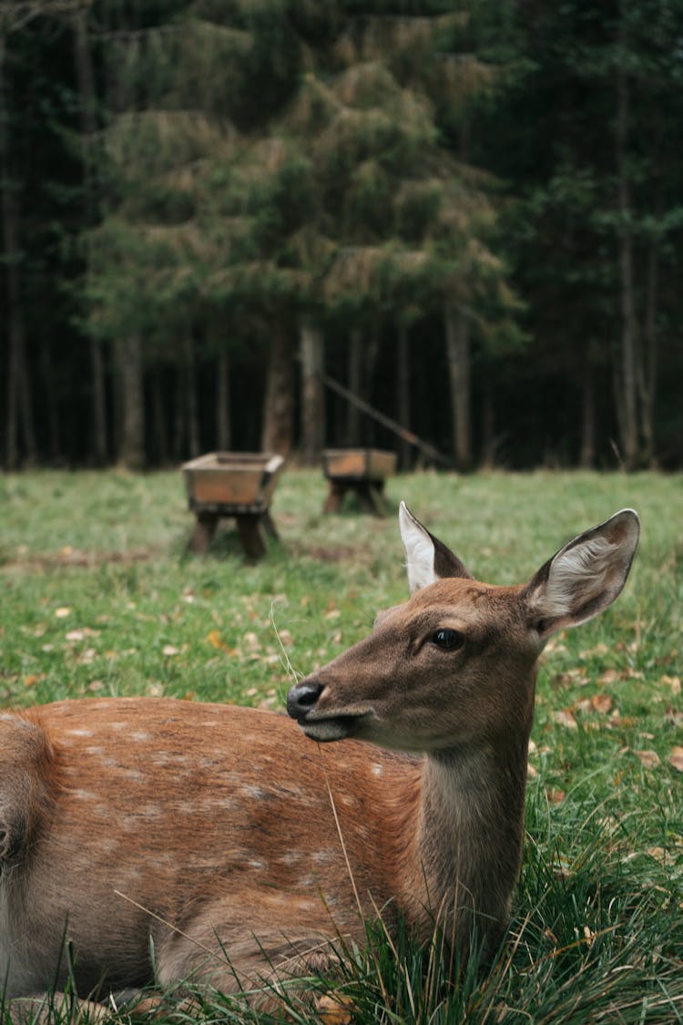 Close Up On Doe Laying On Grass