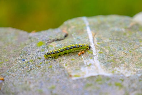 Free Green and Black Caterpillar on Green Surface Stock Photo