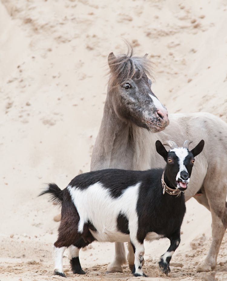 A Goat And A Pony