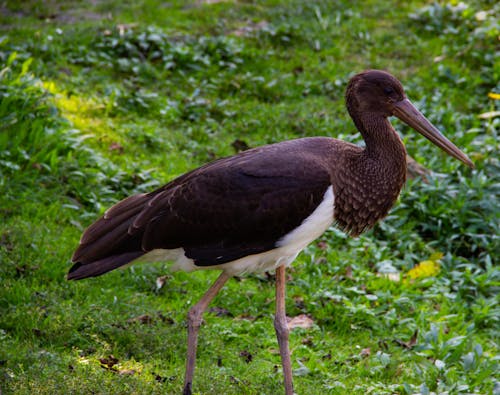 Black Stork Walking on Green Grass