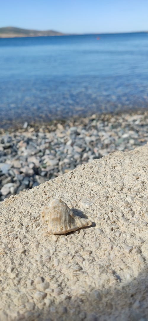 Free stock photo of beach, sea, shells