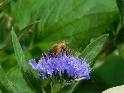 Free Close-up of a bee pollinating a vibrant purple flower outdoors. Stock Photo