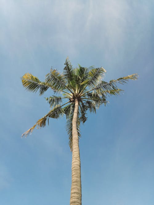 Tall Coconut Tree Under Clear Blue Sky