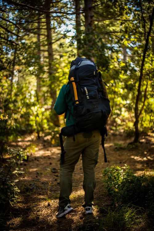 Free A solo backpacker traverses a sunlit forest trail, capturing outdoor adventure. Stock Photo