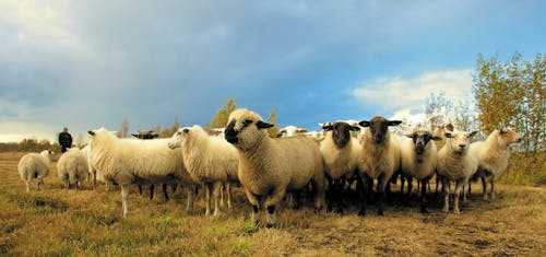 Free Flock of Sheep in Field Under Blue Sky Stock Photo