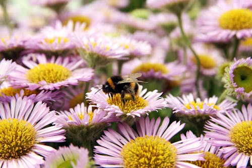 Free Black and Yellow Bee on White and Purple Flower Stock Photo
